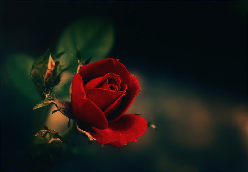Red Rose in Bloom — Dramatic, Night