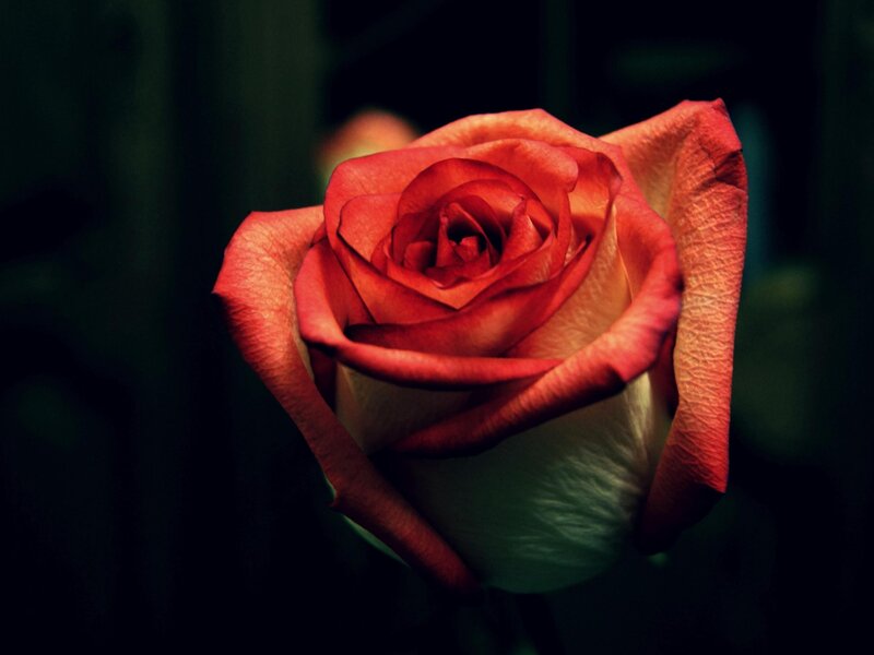 Red Rose in Bloom — Dramatic, Petals