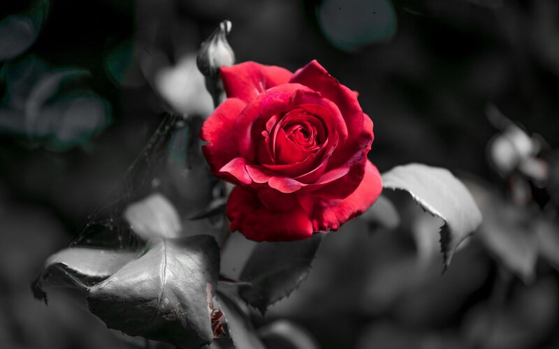Red Rose in Bloom — Dramatic, Photograph, Bud, Leaf, Spiderweb