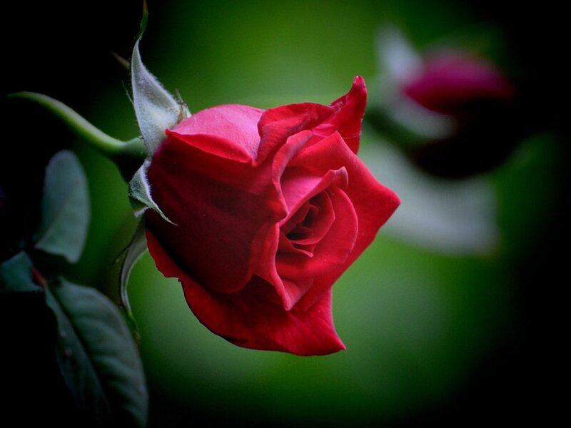 Red Rose in Bloom — Dramatic, Photograph, Bud, Leaf