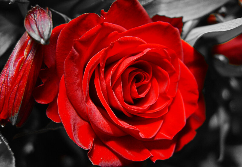 Red Rose in Bloom — Dramatic, Photograph, Bud, Leaves