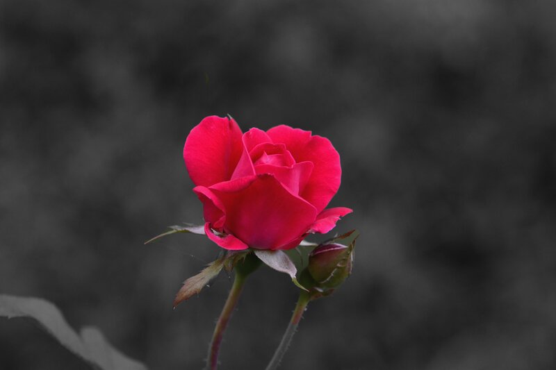 Red Rose in Bloom — Dramatic, Photograph, Bud, Stem, Leaf