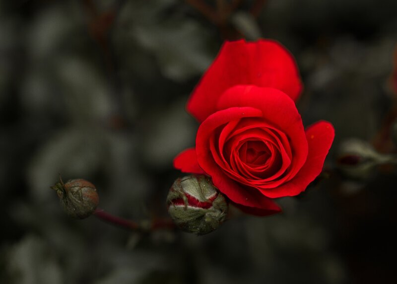 Red Rose in Bloom — Dramatic, Photograph, Bud, Stem, Leaves