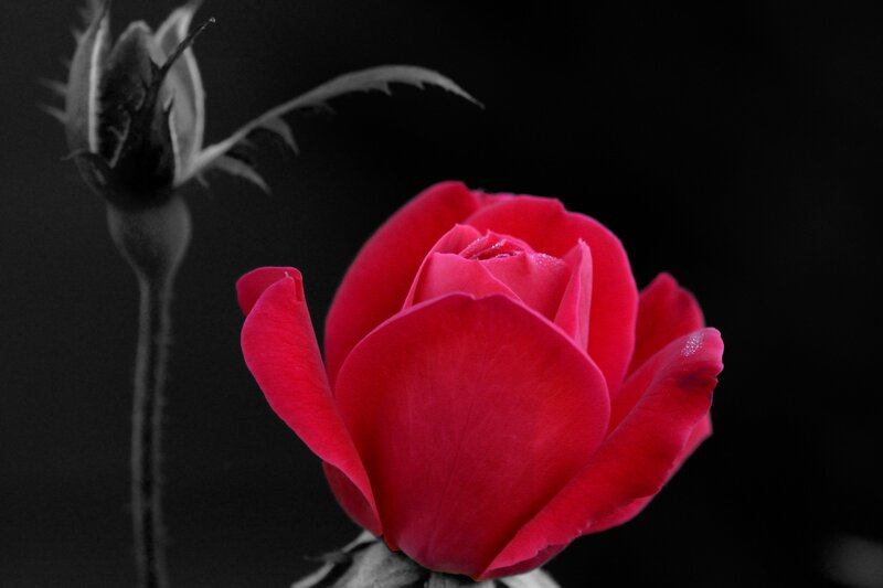 Red Rose in Bloom — Dramatic, Photograph, Bud, Stem, Thorn