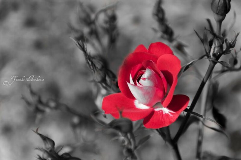 Red Rose in Bloom — Dramatic, Photograph, Bud, Stem