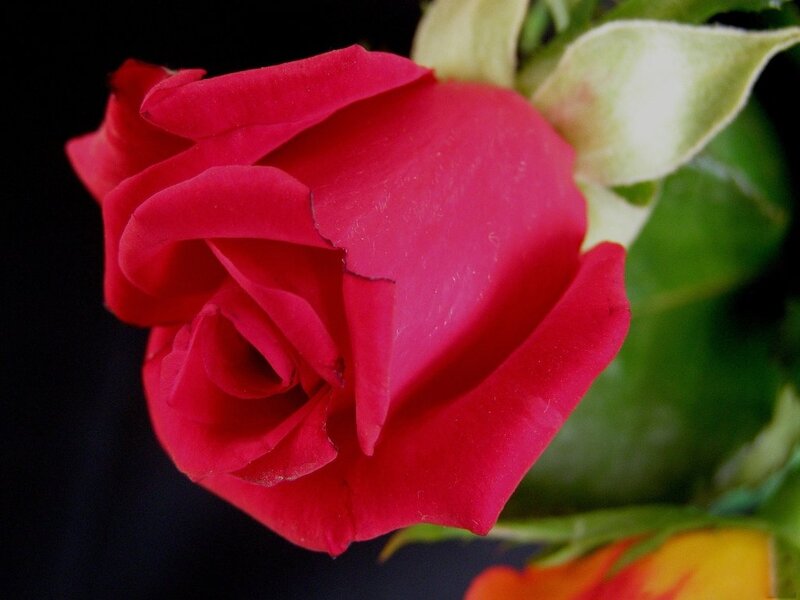 Red Rose in Bloom — Dramatic, Photograph, Bud