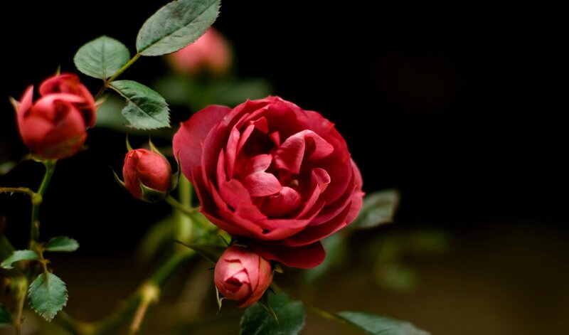Red Rose in Bloom — Dramatic, Photograph, Buds, Leaves, Stem