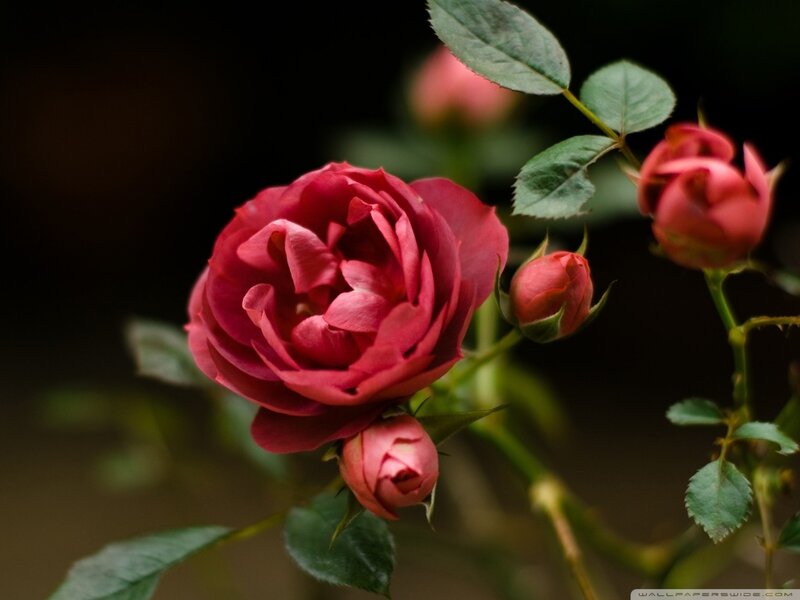 Red Rose in Bloom — Dramatic, Photograph, Buds, Leaves