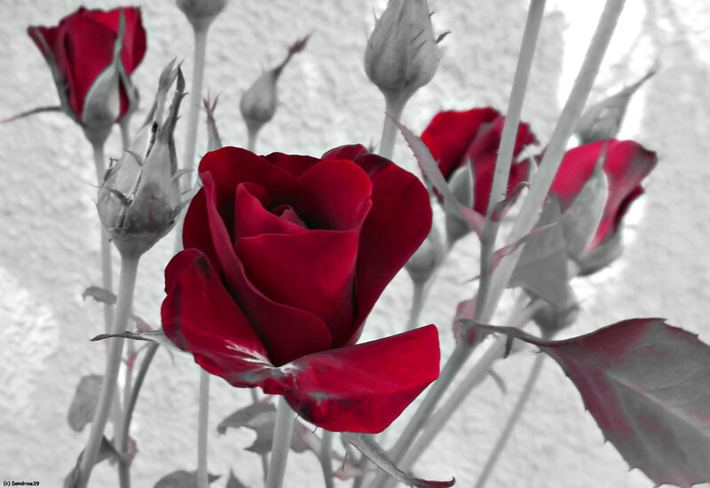 Red Rose in Bloom — Dramatic, Photograph, Buds, Stems