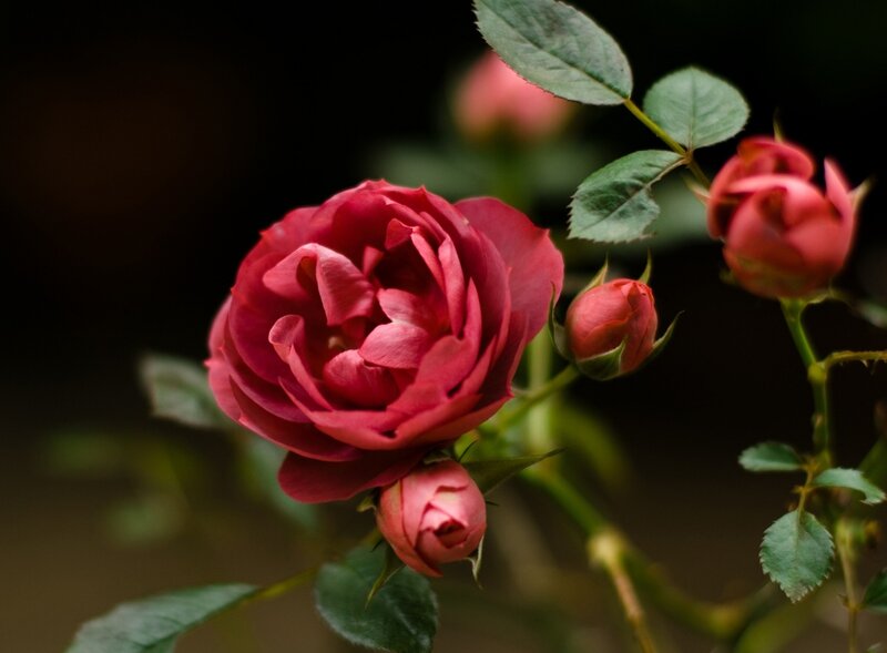 Red Rose in Bloom — Dramatic, Photograph, Buds