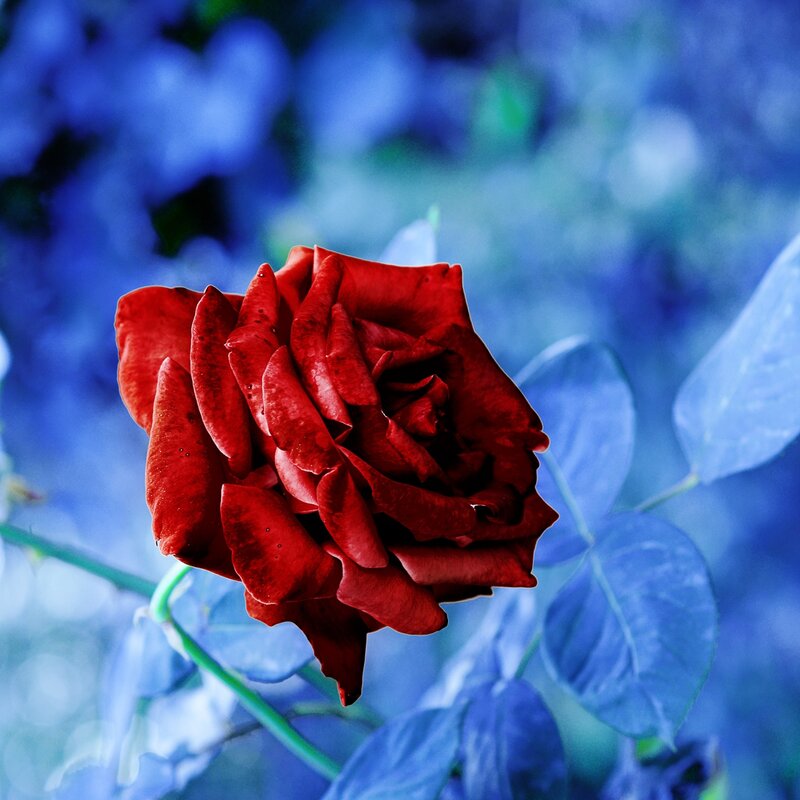 Red Rose in Bloom — Dramatic, Photograph, Flower, Leaf