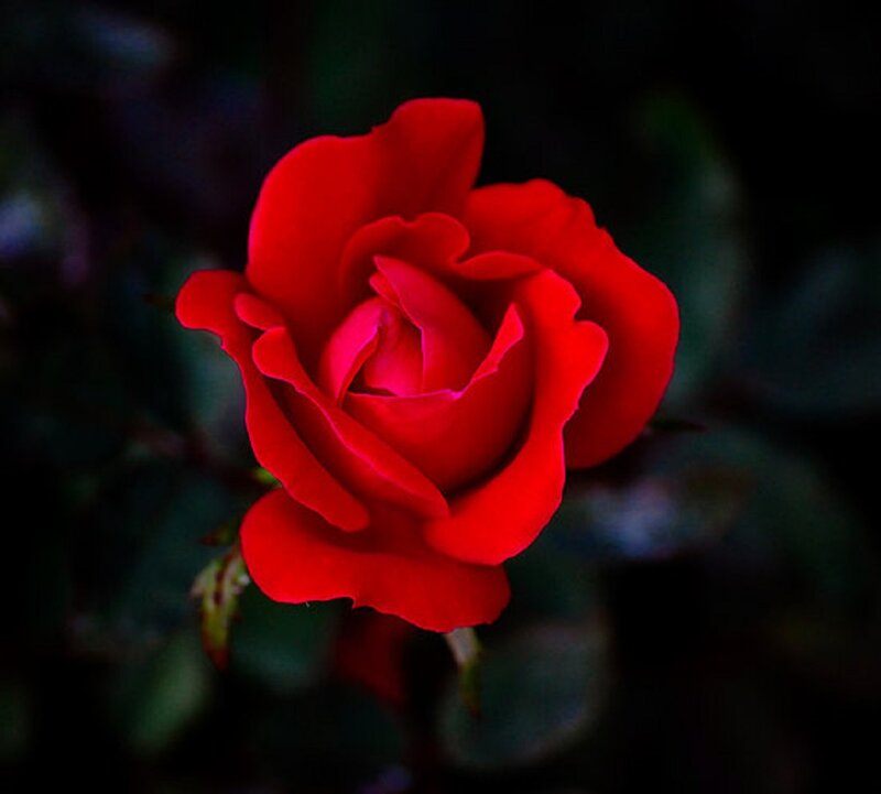 Red Rose in Bloom — Dramatic, Photograph, Flower, Petals