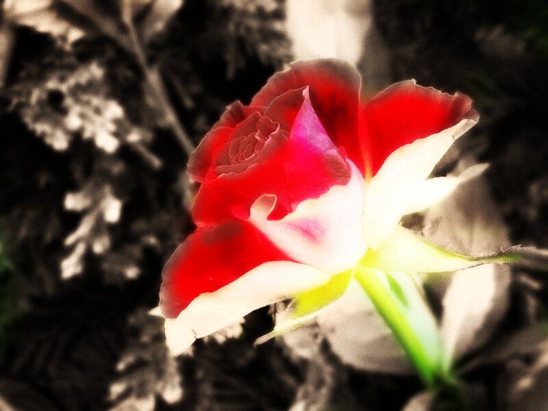 Red Rose in Bloom — Dramatic, Photograph, Flower, Stem, Leaves