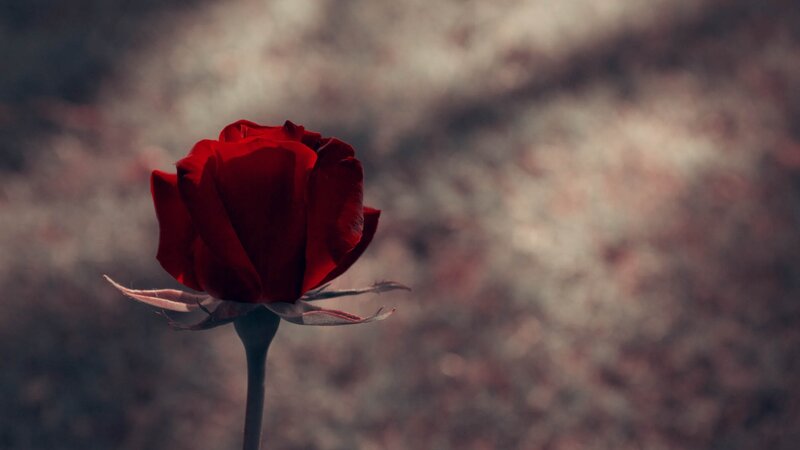 Red Rose in Bloom — Dramatic, Photograph, Flower, Stem