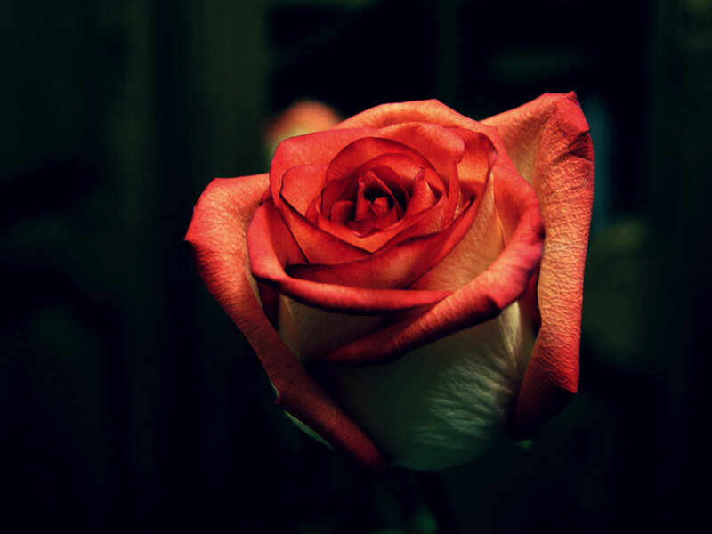 Red Rose in Bloom — Dramatic, Photograph, Flower