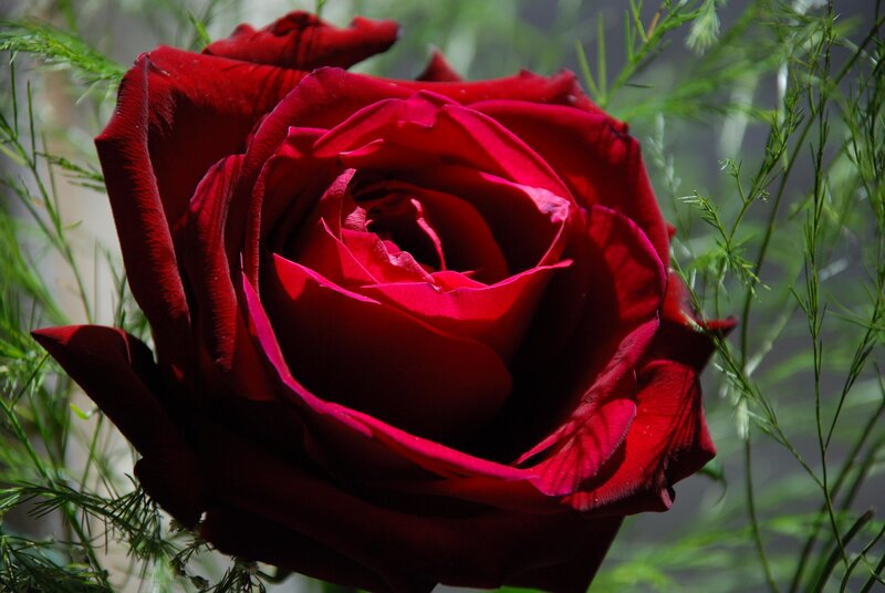 Red Rose in Bloom — Dramatic, Photograph, Green Foliage