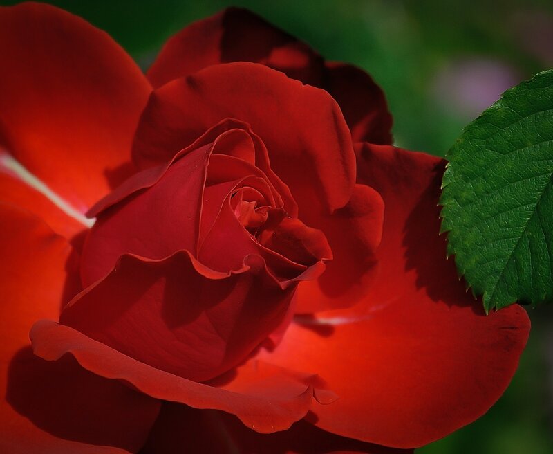 Red Rose in Bloom — Dramatic, Photograph, Green Leaf, Petals