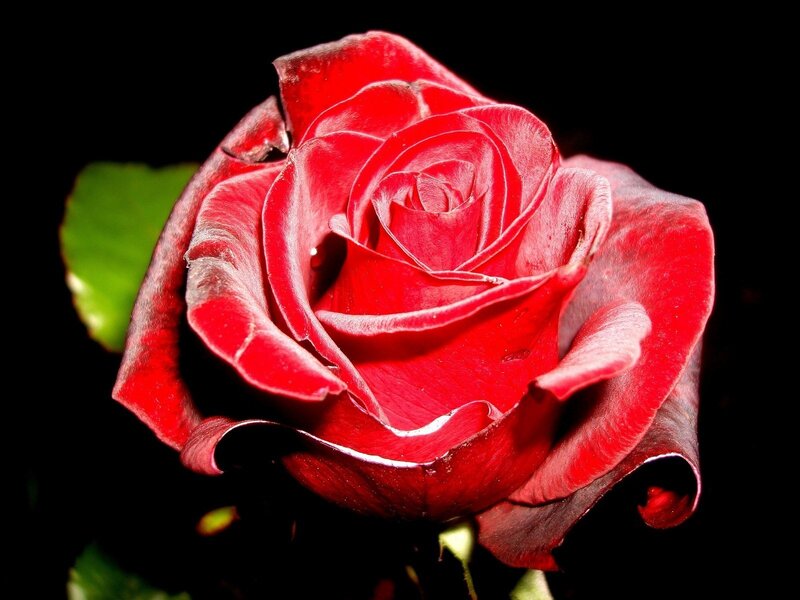 Red Rose in Bloom — Dramatic, Photograph, Green Leaf