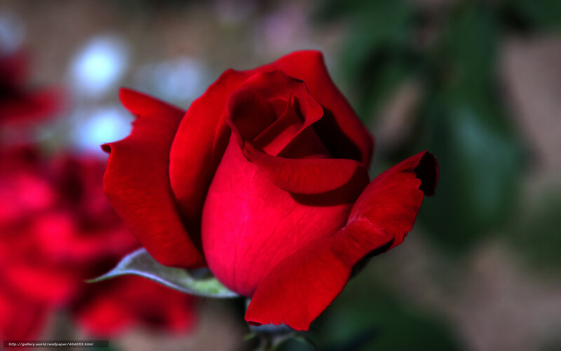 Red Rose in Bloom — Dramatic, Photograph, Green Leaves, Blurred Background