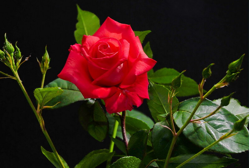 Red Rose in Bloom — Dramatic, Photograph, Green Leaves, Buds