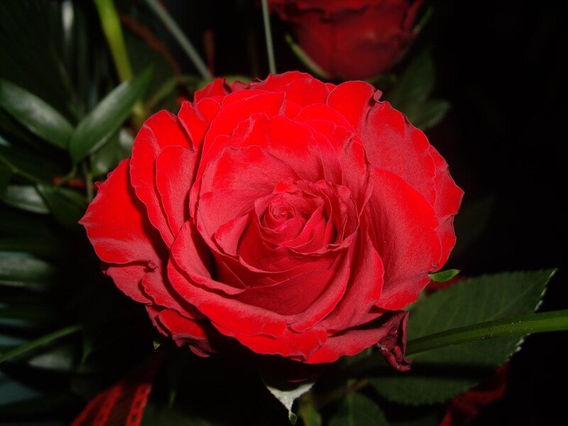 Red Rose in Bloom — Dramatic, Photograph, Green Leaves, Dark Background