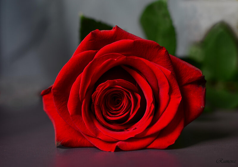 Red Rose in Bloom — Dramatic, Photograph, Green Leaves, Dark Surface
