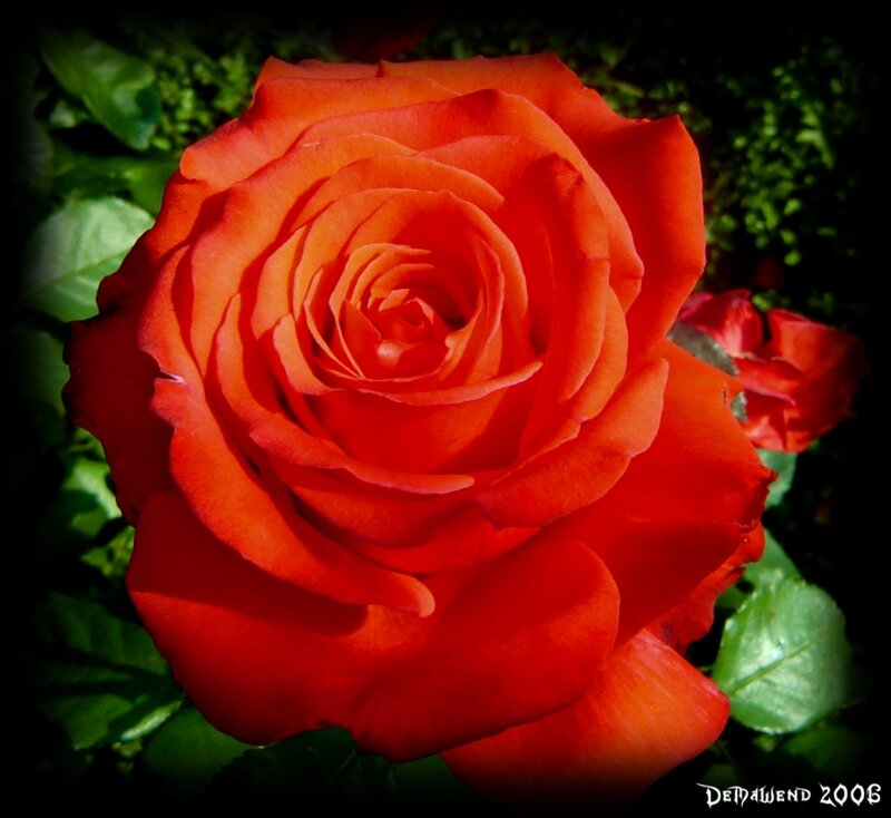 Red Rose in Bloom — Dramatic, Photograph, Green Leaves, Flower