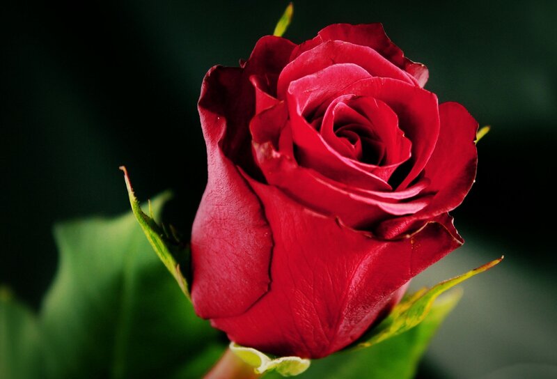 Red Rose in Bloom — Dramatic, Photograph, Green Leaves, Petals