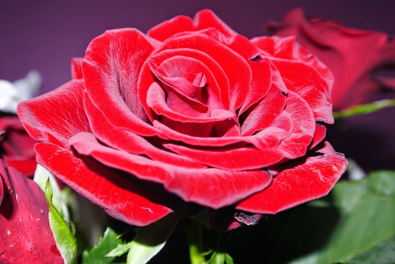 Red Rose in Bloom — Dramatic, Photograph, Green Leaves, Purple Background