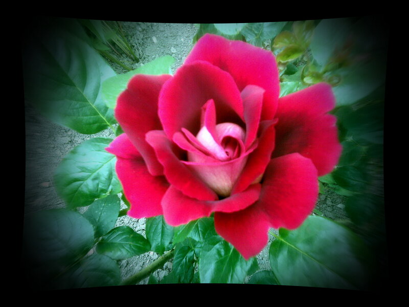 Red Rose in Bloom — Dramatic, Photograph, Green Leaves, Soil