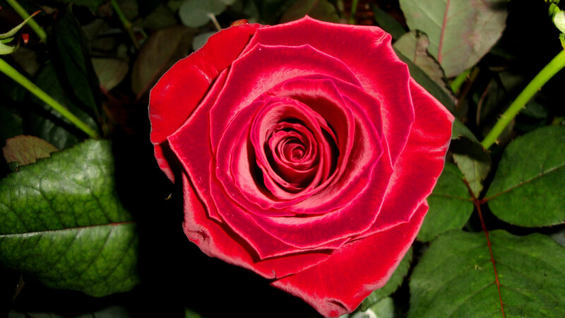 Red Rose in Bloom — Dramatic, Photograph, Green Leaves, Stem