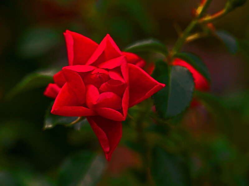 Red Rose in Bloom — Dramatic, Photograph, Green Leaves