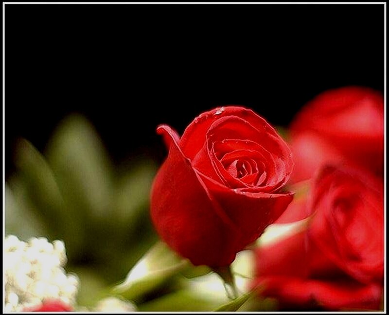 Red Rose in Bloom — Dramatic, Photograph, Green Leaves, White Flowers