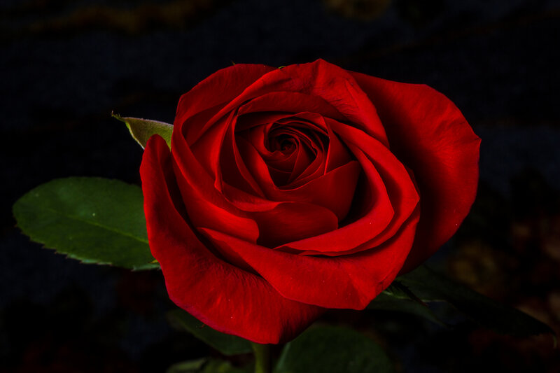 Red Rose in Bloom — Dramatic, Photograph, Leaf, Bud