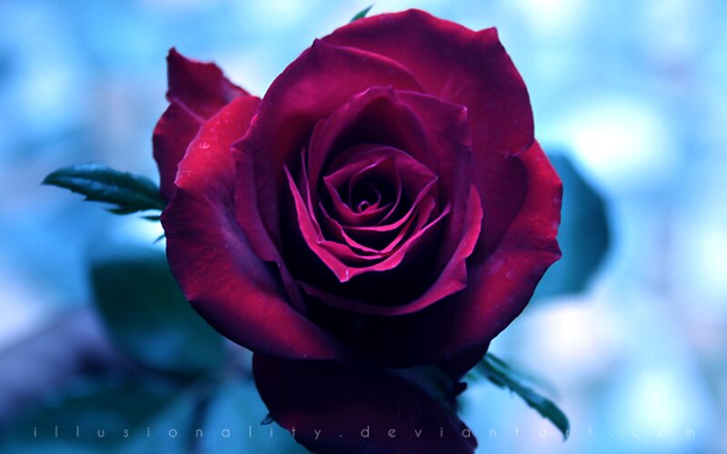 Red Rose in Bloom — Dramatic, Photograph, Leaf, Petal