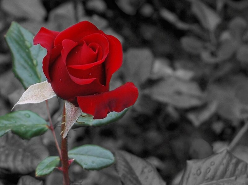 Red Rose in Bloom — Dramatic, Photograph, Leaf, Stem, Bud
