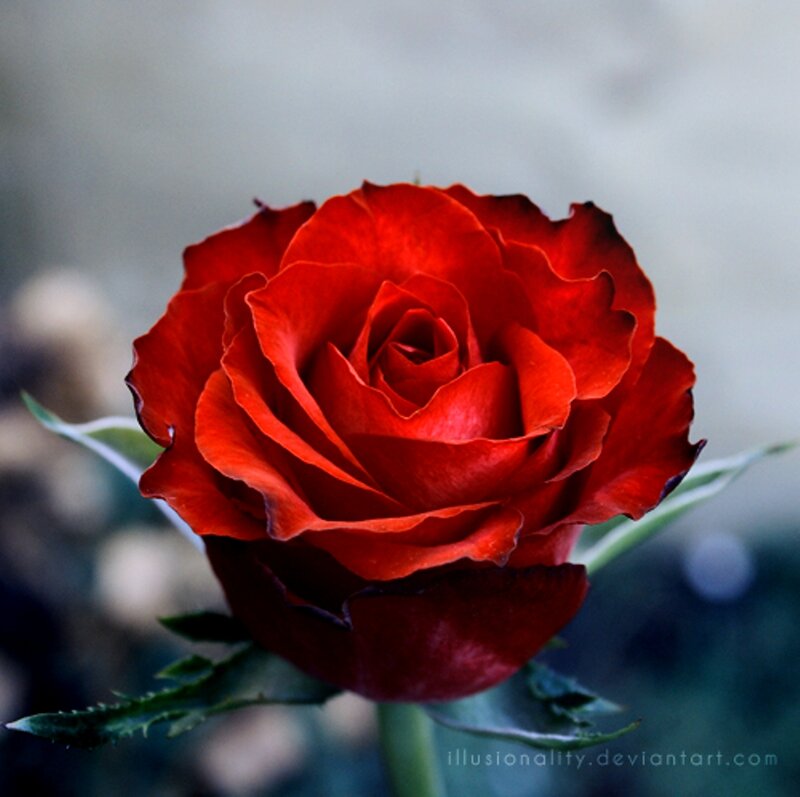Red Rose in Bloom — Dramatic, Photograph, Leaf, Stem