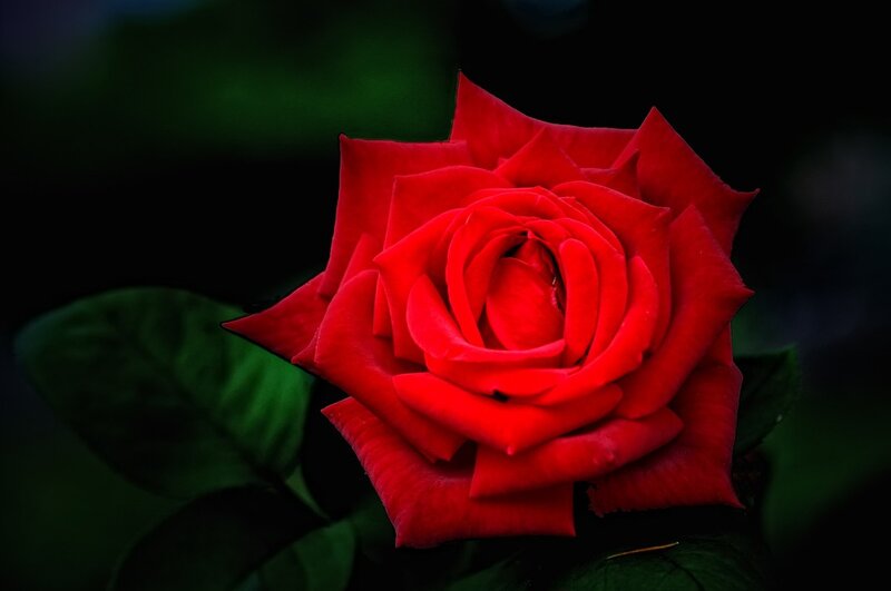 Red Rose in Bloom — Dramatic, Photograph, Leaf