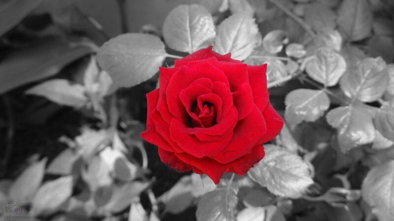 Red Rose in Bloom — Dramatic, Photograph, Leaves, Flower