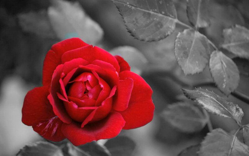 Red Rose in Bloom — Dramatic, Photograph, Leaves, Petals
