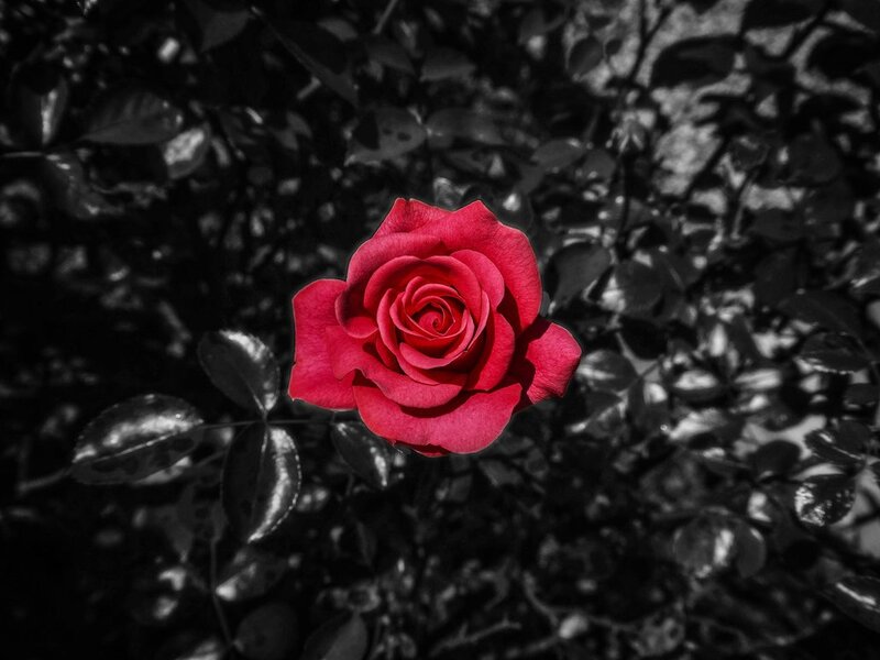 Red Rose in Bloom — Dramatic, Photograph, Leaves