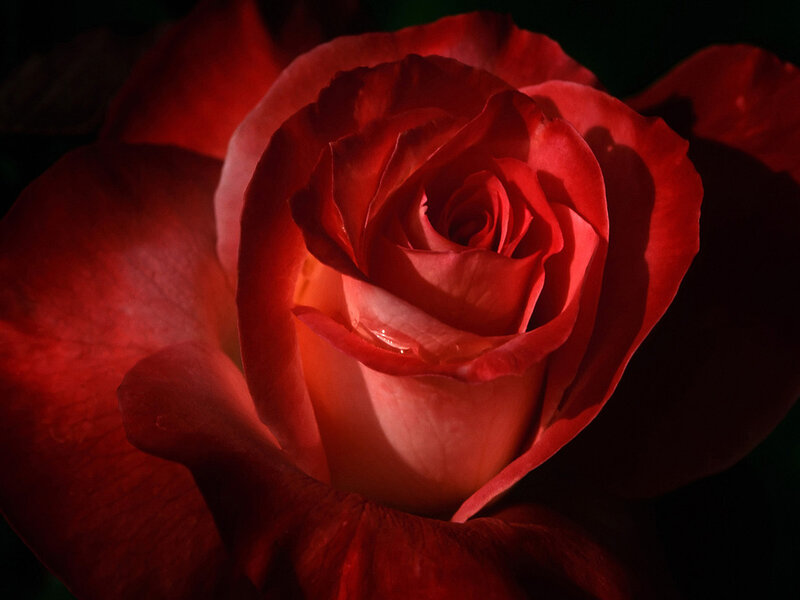 Red Rose in Bloom — Dramatic, Photograph, Petal, Drop of Water