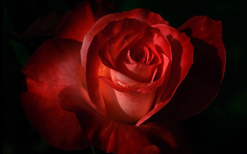 Red Rose in Bloom — Dramatic, Photograph, Petal