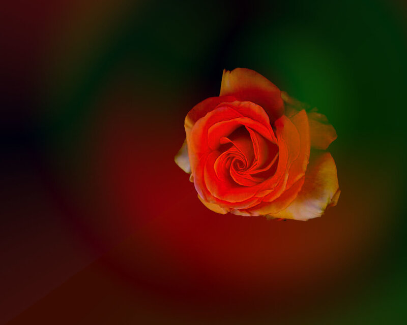 Red Rose in Bloom — Dramatic, Photograph, Petals, Background