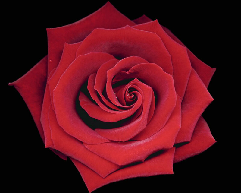 Red Rose in Bloom — Dramatic, Photograph, Petals, Black Background
