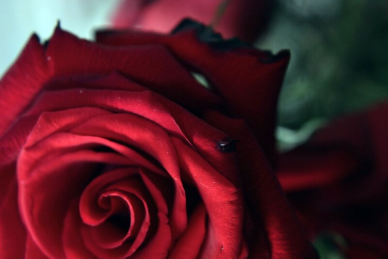 Red Rose in Bloom — Dramatic, Photograph, Petals, Blurred Background