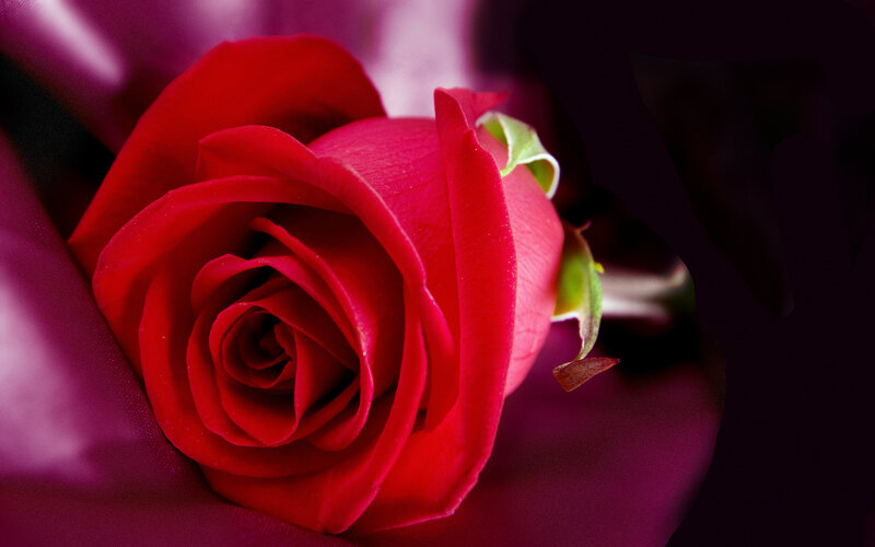 Red Rose in Bloom — Dramatic, Photograph, Petals, Bud