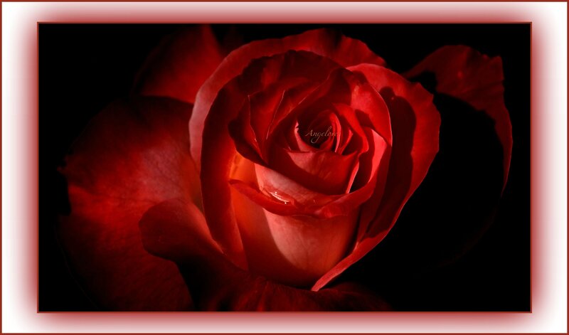 Red Rose in Bloom — Dramatic, Photograph, Petals, Dark Background, Frame