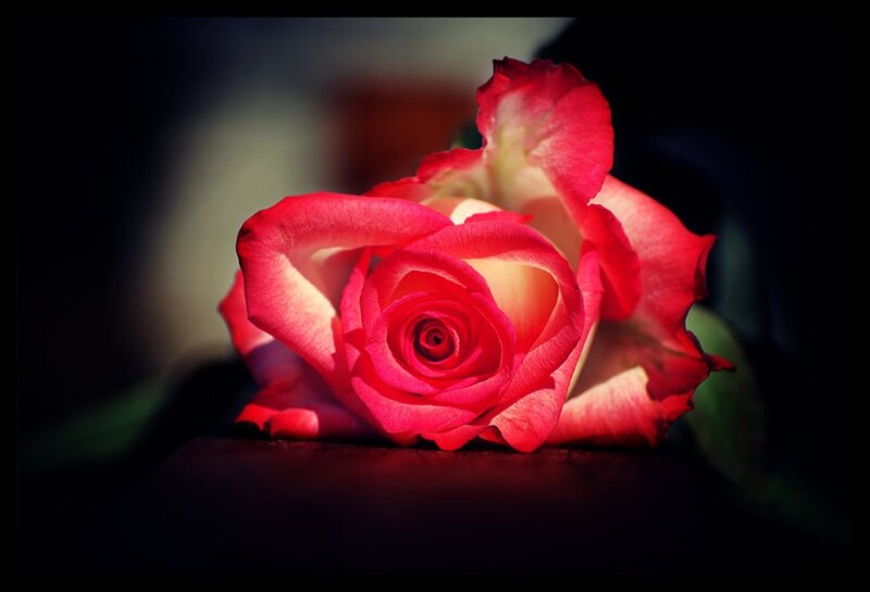 Red Rose in Bloom — Dramatic, Photograph, Petals, Dark Background, Green Leaf