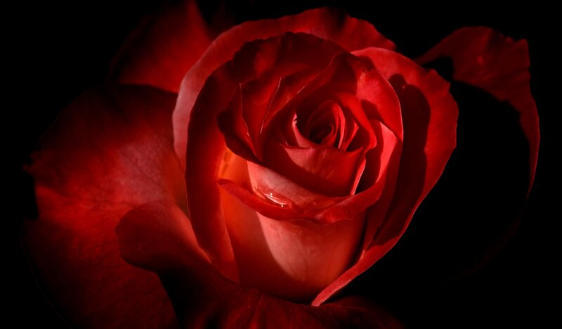 Red Rose in Bloom — Dramatic, Photograph, Petals, Dark Background